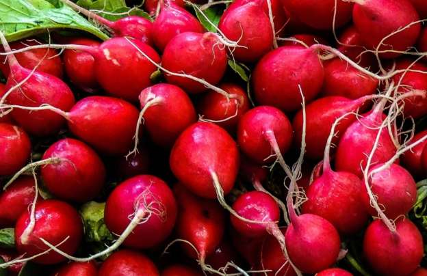 Large bunch of red radishes